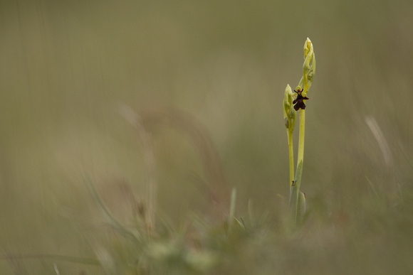 Fly Orchid, Selsey Common, May 2021