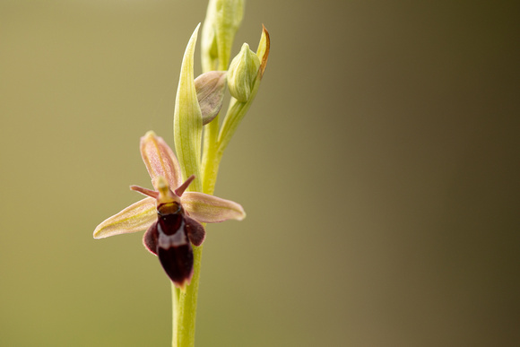 Fly x. Bee Orchid, Selsey Common, May 2021