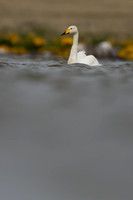 Whooper Swan, Snæfellsnes peninsula, Iceland, June 2022