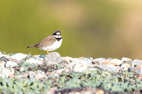 Tundra ringed Plover, Norway, June 2023