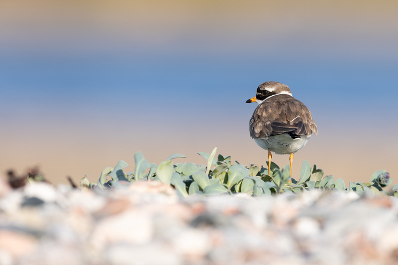 Tundra ringed Plover, Norway, June 2023