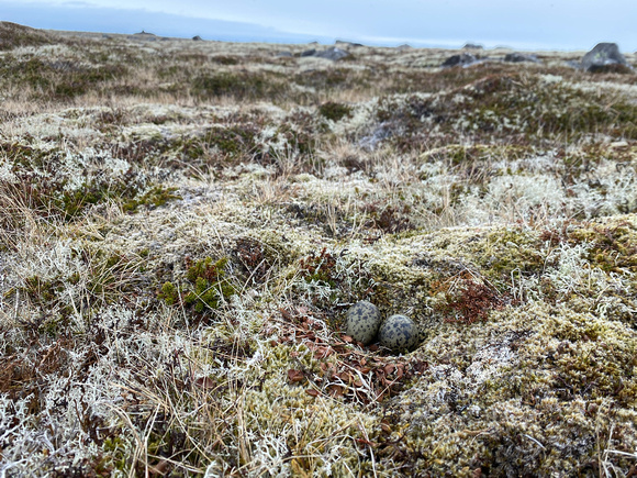 Arctic Tern, Raufarhofn, Iceland, June 2022