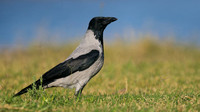 Hooded Crow, Paphos, Cyprus, October 2016