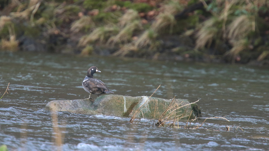 Harlequin Duck, River Don, Aberdeen, Feb2015
