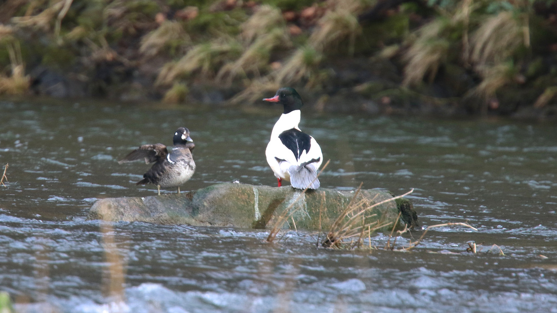 Harlequin Duck, River Don, Aberdeen, Feb2015
