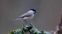 Marsh Tit, Forest of Dean, January 2015