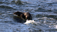 Otter, River Don, Aberdeen, Feb 2015
