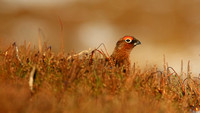 Red Grouse, Lochindorb, Feb 2015