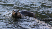 Otter, River Don, Aberdeen, Feb 2015