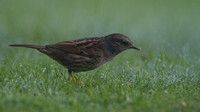 Sparrows and Grassquits