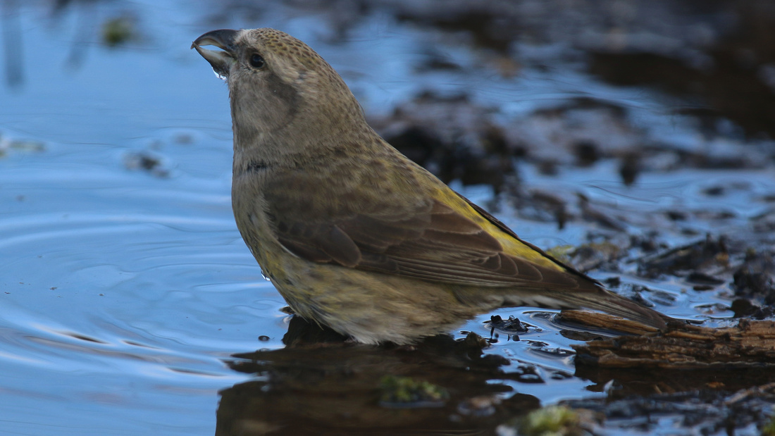 Crossbill, Parkend, March 2015