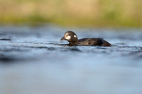 Harlequin Duck,  River Laxa, Iceland, May 2022