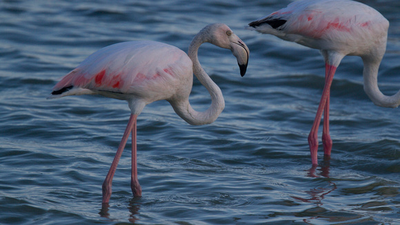 Greater Flamingo, Oroklini Lake 2014