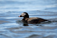 Long-tailed Duck, River Laxa, May 2022