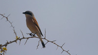 Red-backed Shrike, Cape Greco 2014