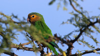Brown-throated Parakeet, Bubali Pond, Aruba, November 2015