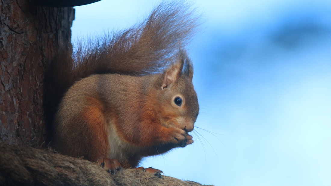 Red Squirrel, Loch Garten, Feb 2015