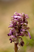 Giant Orchid, Oxfordshire, March 2024