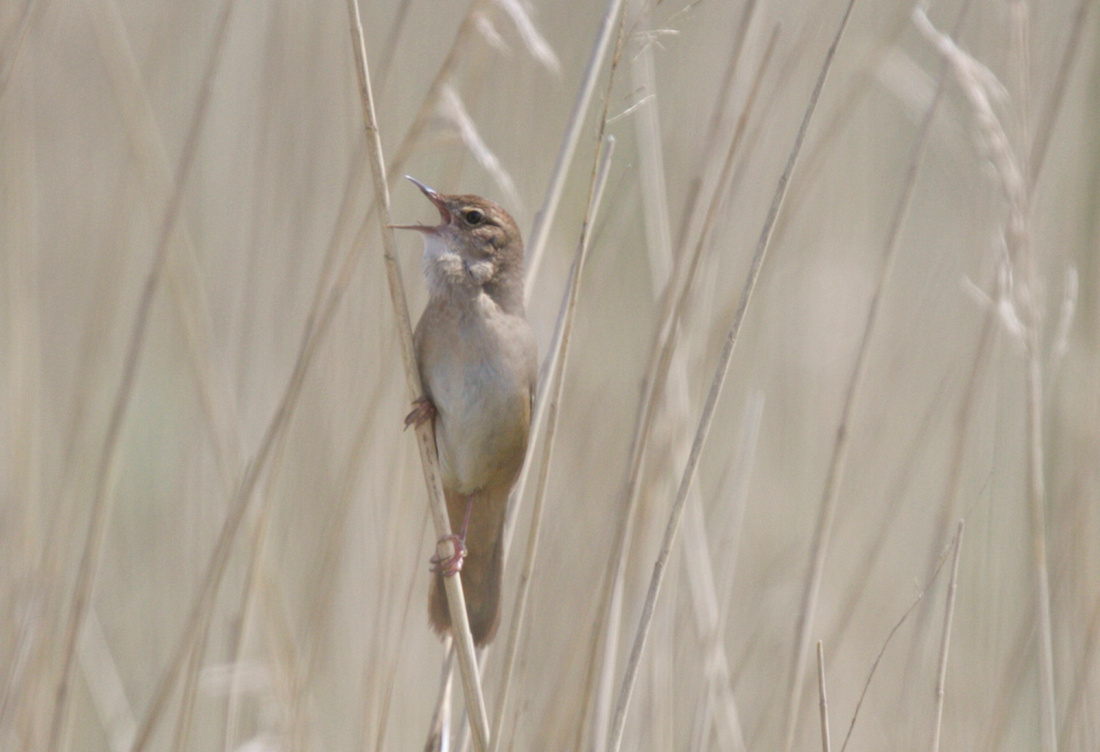 Savi's Warbler, Newport Wetland 2014
