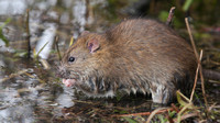 Brown Rat, Slimbridge, December 2014