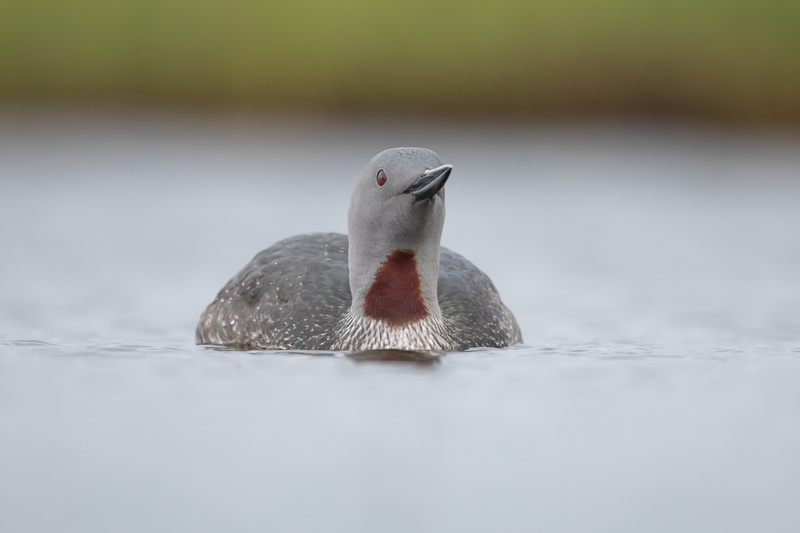 Red-throated Diver, Floi, Iceland, June 2022