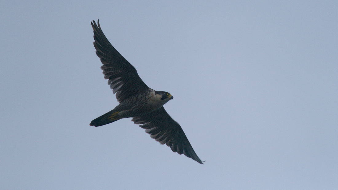 Peregrine Falcon, Pembrokeshire August 2014