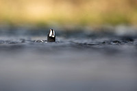 Harlequin Duck,  River Laxa, Iceland, May 2022