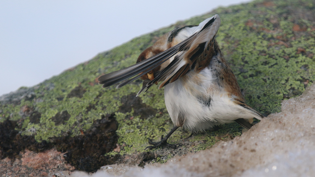 Snow Bunting, Cairngorms, February 2015