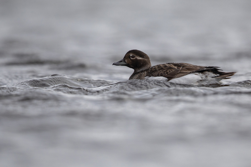Long-tailed Duck, Raufarhofn, June 2022